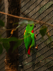 Blue-crowned hanging parrot displaying colorful orange back and red tail feathers while climbing an aviary cage fence. Small exotic tropical bird in a zoo enclosure. Side view profile portrait. © Maryna Bykova