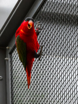 Rare endangered purple-naped lory, Lorius domicella, calling with open beak while climbing a wire mesh cage in a zoo aviary. Bright red and green tropical parrot in captivity. Editorial portrait