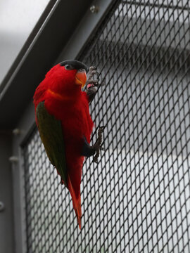 Rare endangered purple-naped lory, Lorius domicella, calling with open beak while climbing a wire mesh cage in a zoo aviary. Bright red and green tropical parrot in captivity. Editorial portrait