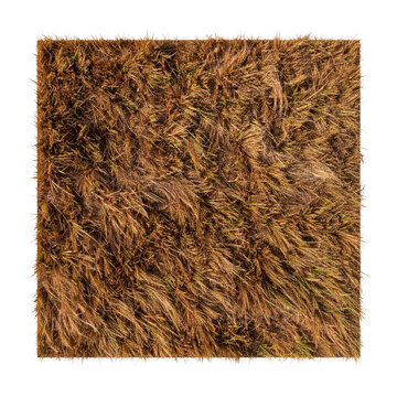 Top-down view of a square old brown grass field with lush dense turf, dry withered texture, isolated on transparent background for landscaping and architectural visualization projects.