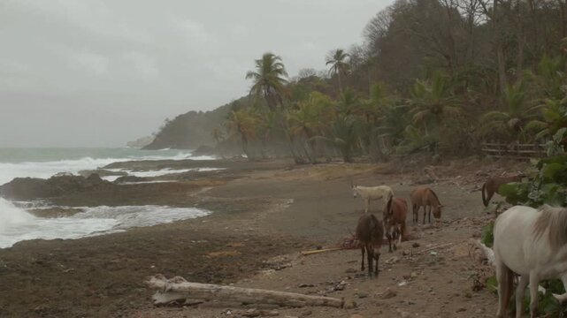 Horses and mules walking along a remote beach near Capurgan&aacute;, Colombia, close to the Dari&eacute;n Gap. The animals move along the Caribbean shoreline bordered by lush tropical jungle.