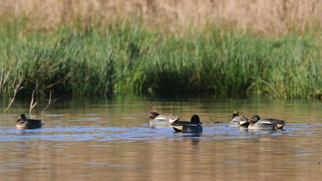 Eurasian Teal, Anas crecca, birds in spring courtship on marshes