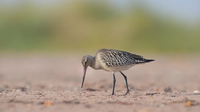 Black-tailed Godwit, Limosa limosa, bird on sand, Devon, England, United Kingdom