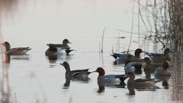 Eurasian Wigeon, Mareca penelope, birds on winter marshes