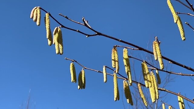 Common hazel (Corylus avellana), pollen