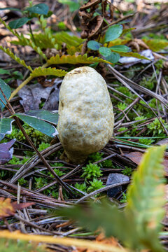 Rhopalogaster transversarium rare unique fungus egg-looking partially buried