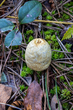 Rhopalogaster transversarium rare unique fungus egg-looking partially buried