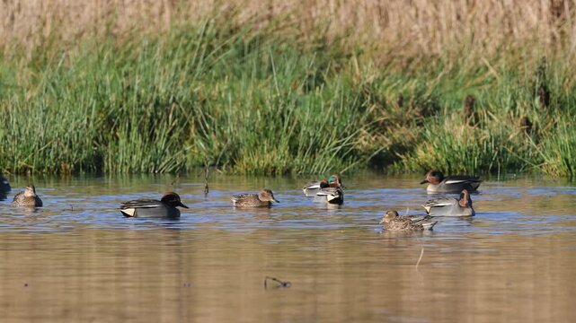 Eurasian Teal, Anas crecca, birds in spring courtship on marshes
