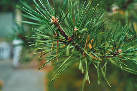 Pine Branch With Green Needles and Small Buds Close-Up
