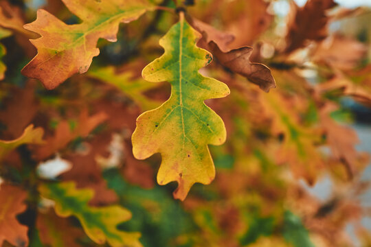Oak Leaves Turning From Green to Orange on a Branch