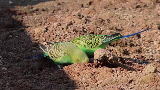Budgerigar (Melopsittacus undulatus), adult, group, male, female, ground, feeding, minerals, Australia