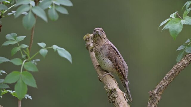 Wryneck (Jynx torquilla), male bird courtship display, Limbach, Austria