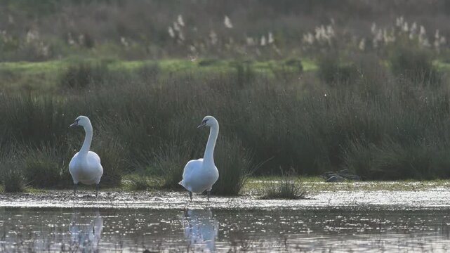 Mute Swan, Cygnus olor, birds in winter on marshes