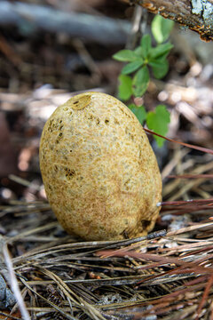 Rhopalogaster transversarium rare unique fungus egg-looking partially buried