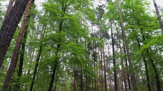 Drone flight through a deciduous forest and pine forest, pine forest, trees, forestry, summer, East Styrian hill country, Styria, Austria