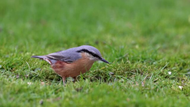 Eurasian nuthatch (Sitta europaea), Germany