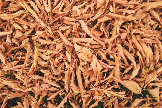 Dry Brown Fallen Leaves Covering the Ground From Above