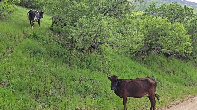 A cow walks on a dirt road with a mud puddle, and cows graze on a lush hillside among trees under clouds and blue sky.
📍 Hawraman, Sarvabad, Kurdistan 
