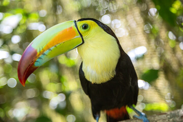 A close-up of a Keel-billed toucan in Belize © Julia