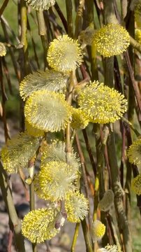 Hanging pussy willow (Salix caprea 'Kilmarnock') in spring in Ystad, Sk&aring;ne County, Sweden, Scandinavia