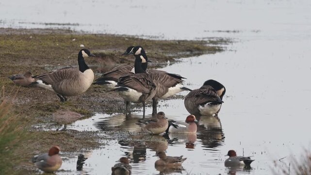 Canada Goose, Branta canadensis and Eurasian Wigeon, Mareca penelope, birds on winter Marshes, Devon, England, United Kingdom