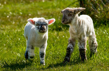 lamb © stephane