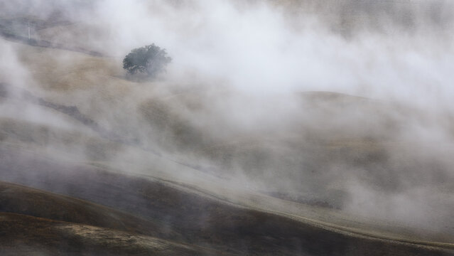 View of a lone tree standing on rolling hills covered in morning mist in the countryside, Tuscany, Italy.