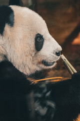 Giant panda holding and eating a fresh green bamboo branch in a close up profile portrait. Cute black and white bear chewing food on a dark blurry forest background. Scenic vertical image © Maryna Bykova