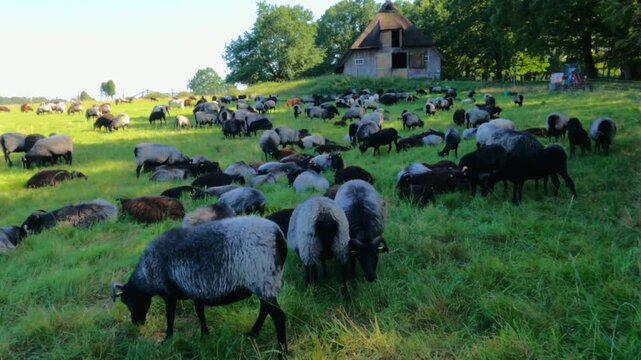 Sheep, Heidschnucken, and goats grazing in front of sheepfold, Wilsede, L&uuml;neburg Heath, Lower Saxony, Germany