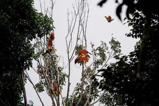 View of Wilson's birds of paradise perched and flying in the canopy of Warkesi Forest Park in Raja Ampat, Southwest Papua, Indonesia.