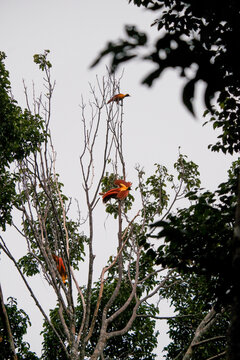 View of Wilson's bird-of-paradise perched in a tree at Warkesi Forest Park in Raja Ampat, Southwest Papua, Indonesia.