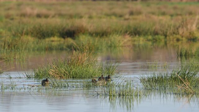 Eurasian Teal, Anas crecca, birds in spring courtship on marshes