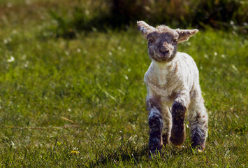 lamb © stephane