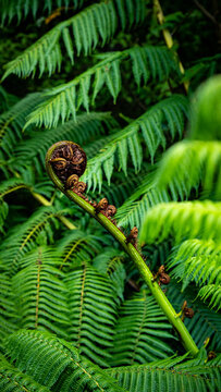 View of a koru fern frond unfurling in a lush native forest with vibrant green foliage in Wellington, Wellington Region, New Zealand.