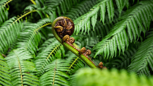 View of a koru, the unfurling frond of a silver fern, set against a lush background of native forest foliage in Wellington, Wellington Region, New Zealand.