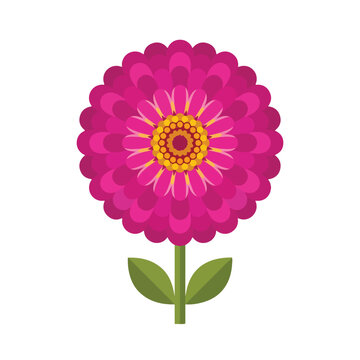 A vibrant pink zinnia flower illustration featuring layered petals, a yellow center, and a green stem with two leaves on a white background.