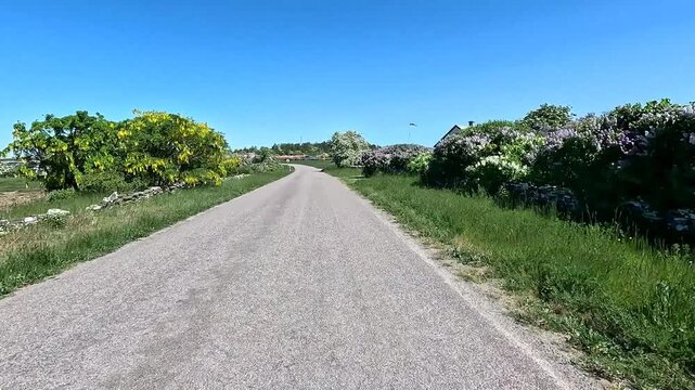 A quiet country road leads past a farmhouse, surrounded by blooming lilac bushes and sunny countryside, wisteria, &Ouml;land, squid