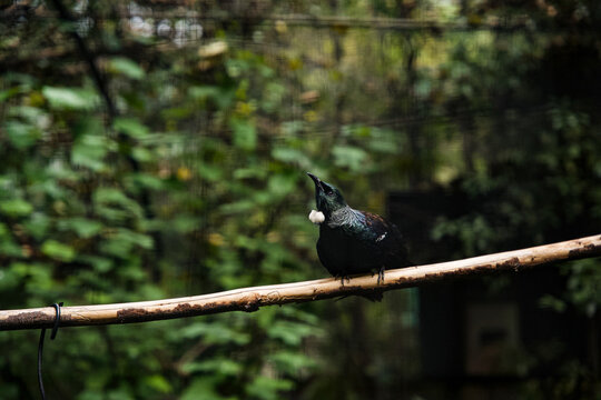 View of a Tui bird perched on a wooden branch in a forest setting in Queenstown, Otago Region, New Zealand.
