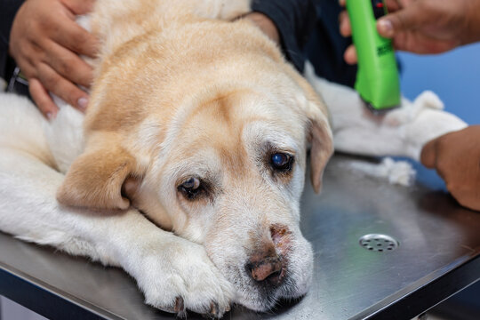 Veterinary professional shaves a dog&rsquo;s front leg before blood sampling and IV catheter placement at an animal clinic.