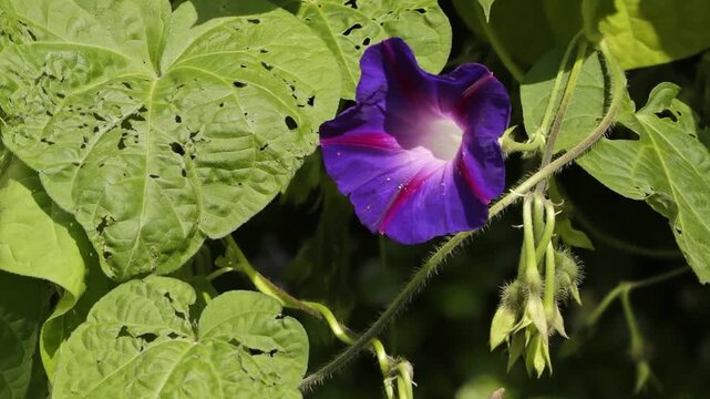Time lapse, purple funnel bindweed flower (Ipomoea purpurea) curling up, Sieversen, Rosengarten, Lower Saxony, Germany