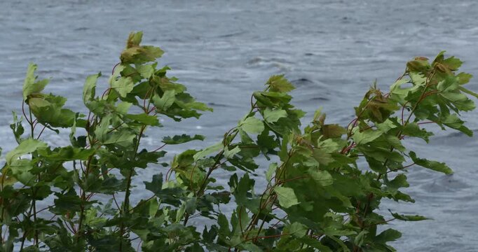 Bushes swaying in the storm off the Kiel Canal, Rendsburg, Schleswig-Holstein, Germany