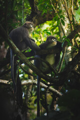 Phayre's leaf monkey © AbuBakar