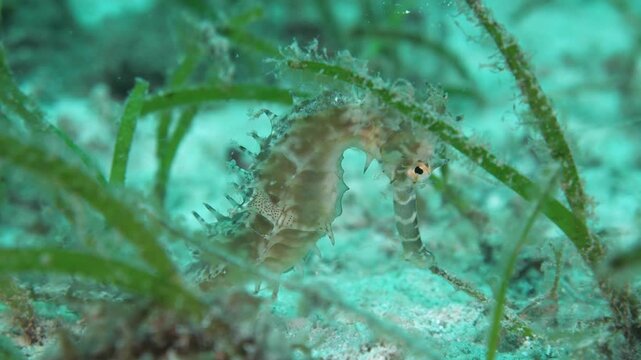 Spiny Seahorse (Hippocampus histrix) in seagrass meadow, Bohol, Philippines