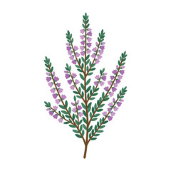 Fototapeta premium A vector illustration of a blooming heather branch with purple flowers and green leaves isolated on a white background.