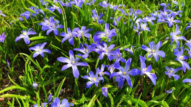 Bluebells spring flowers (Scilla) in Ystad, Scania, Sweden, Scandinavia