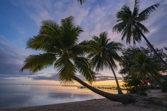 View of Mo'orea beach with leaning palm trees over the calm lagoon at sunset, Moorea-Maiao, Windward Islands, French Polynesia.