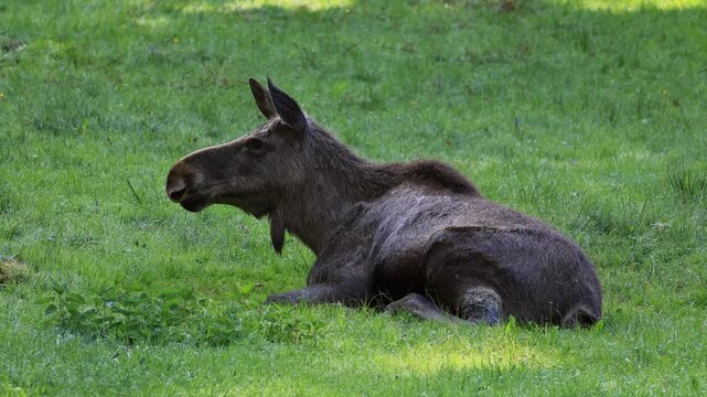 Elk (Alces alces), adult, female, sitting, meadow, resting, captive, enclosure zone Bavarian Forest, Germany