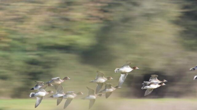 Eurasian Wigeon, Mareca penelope, birds in flight over winter marshes