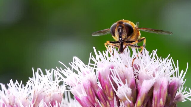 Drone Fly (Eristalis nemorum) on flower