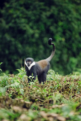 Wild L'Hoest's monkey (Allochrocebus lhoesti) standing in green foliage in its natural forest habitat, looking at the camera. © essprod